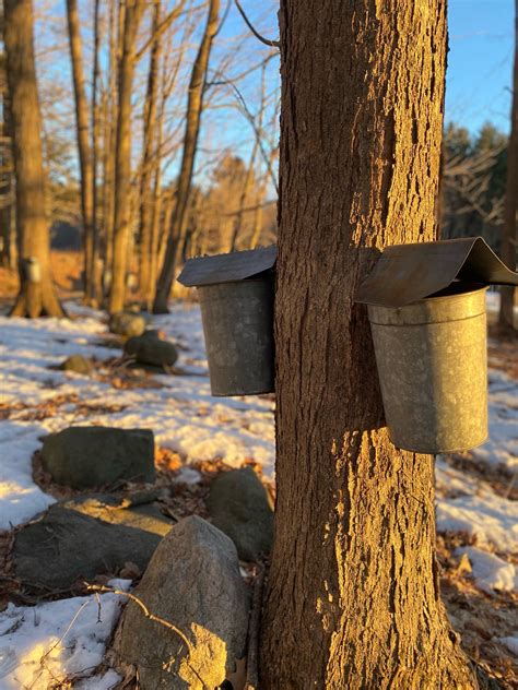 Maple Syrup 101 Maplebrook Farmstead