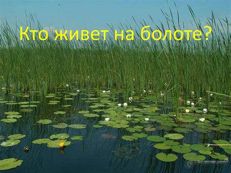 Болото и его обитатели - online presentation