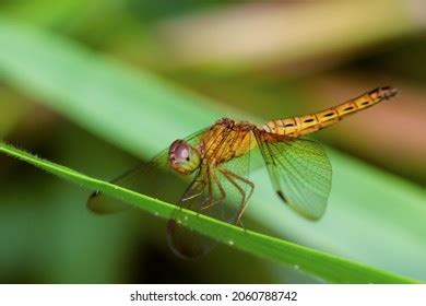 Capung Indonesia Dragonflies Group Insects Belonging Stock Photo 2060788742 | Shutterstock