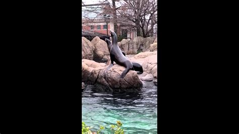 Seals Being Seals At The Bronx Zoo Youtube