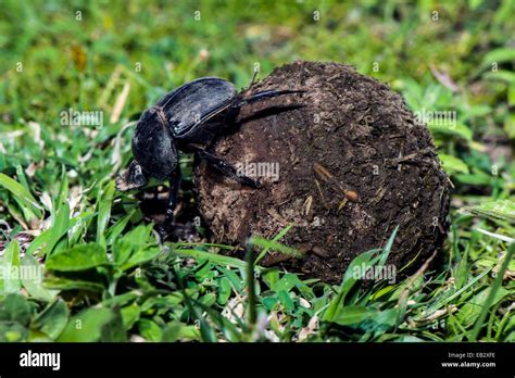Dung Beetle Scarabaeus Hi Res Stock Photography And Images Alamy