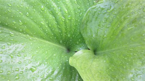 Online Crop Green Leaf Nature Macro Photography Water Drops Hd