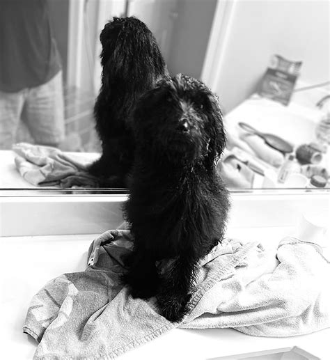 Help: can someone tell me if my “poodle” rescue is a labrador mix? : r