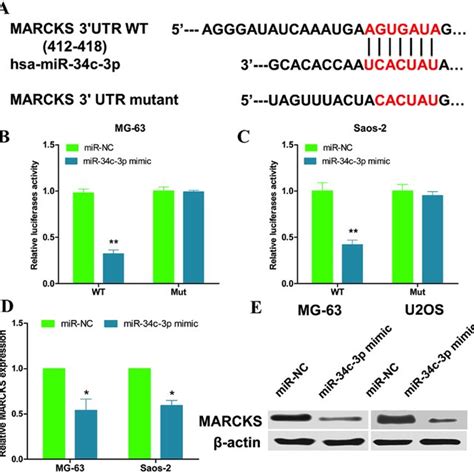 Mir C P Directly Targets Marcks In Osteosarcoma Cells A Sequence