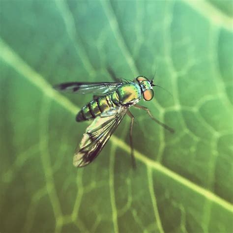 Long Legged Fly Condylostylus Bugguide Net