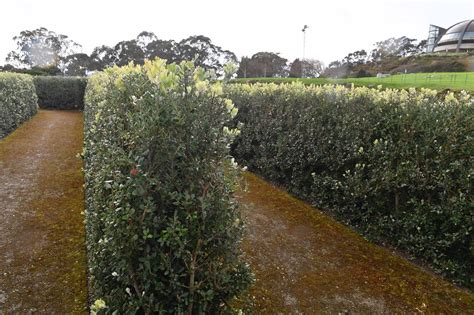 Así luce el renovado laberinto del monte de San Pedro en A Coruña La