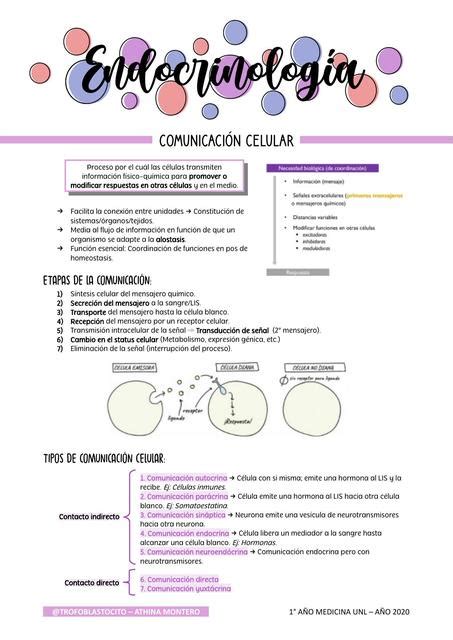 Introducción a la endocrinología Fisiología CyD Trofoblastocito o