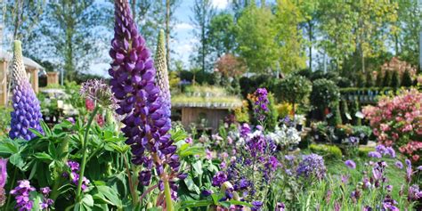 Bampton Garden Plants | Garden Centre & Cafe in West Oxfordshire