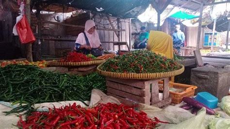 Harga Meroket Petani Di OKU Selatan Manfaatkan Musim Hujan Tanam Cabai