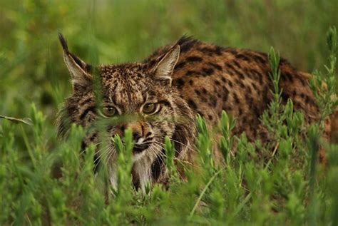 10 Façons De Visiter Le Parc National De Doñana