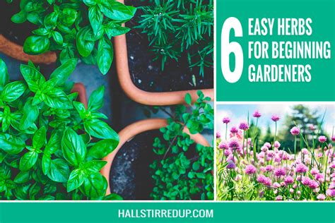 6 Easy Herbs For Beginning Gardeners Hall Stirred Up