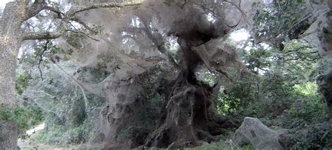 Thousands Of Spiders Worked Together To Build This Giant Communal Web