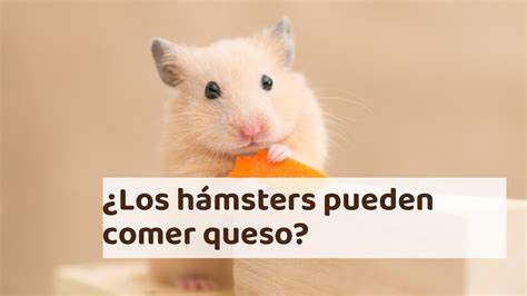 Los H Msters Pueden Comer Queso Con Seguridad Qmascota