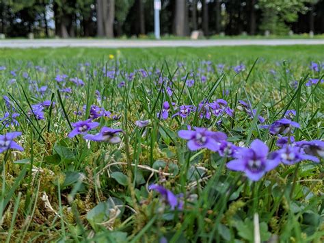 How To Control Wild Violet Weed In Your Lawn