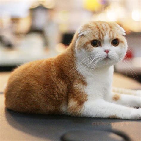 5 Fakta Kucing Scottish Fold Si Telinga Lipat Yang Menggemaskan