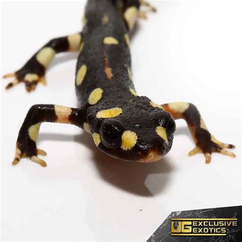 Lake Urmia Newts For Sale - Underground Reptiles