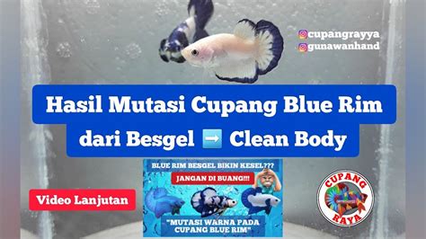 Jangan Di Buang Lihat Proses Mutasi Warna Ikan Cupang Blue Rim