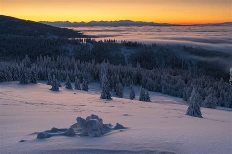 Widok na ośnieżony las i Tatry w oddali