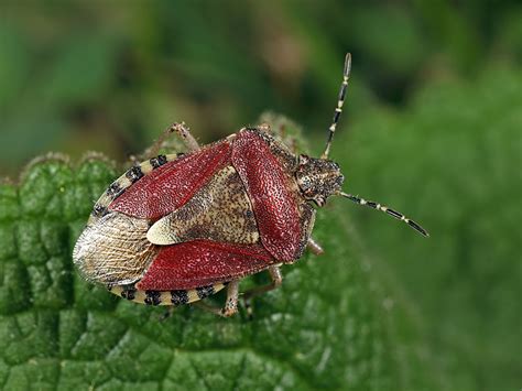 Dolycoris Baccarum