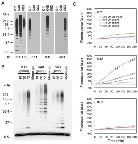 A Characterization Of Polyubiquitin Chains With K11 K48 Or K63