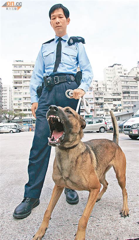 警隊 警犬狂咬兩警官浴血 年青人資訊臺