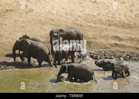 Baby African Elephants Playing Loxodonta Africana Africana Mashatu