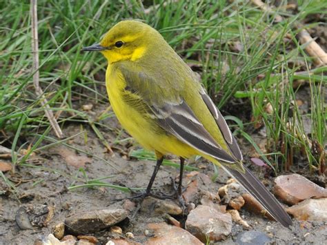 Nature Cameos Our Three Breeding Wagtails