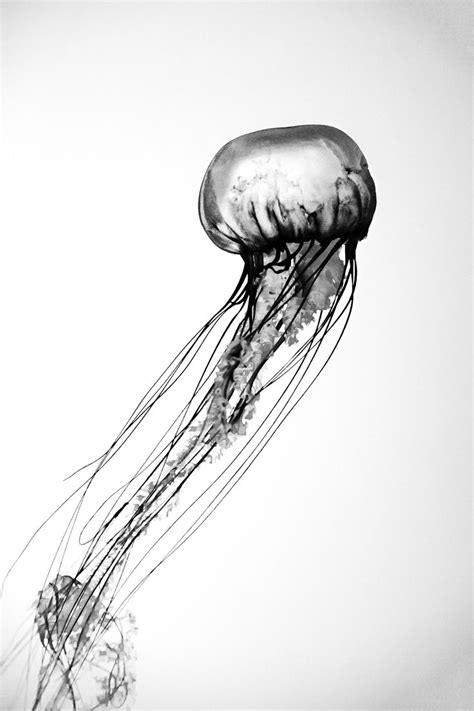 Jellyfish Black And White Bathroom Nautical Sea Creature Etsy