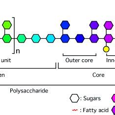 The general chemical structure of lipoteichoic acid (LTA). | Download Scientific Diagram