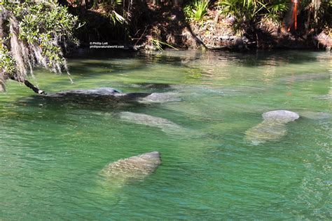 238 Florida Manatees - Phillip's Natural World