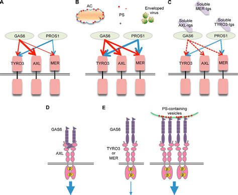 Receptor Tyrosine Kinases TYRO3 AXL And MER Demonstrate Distinct