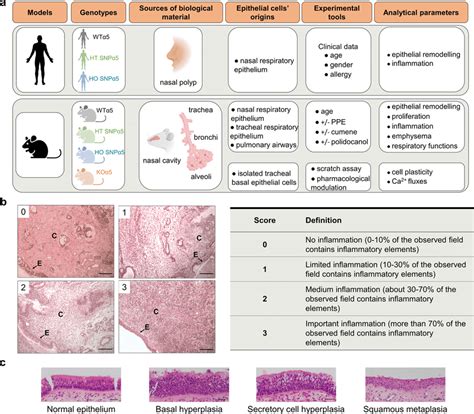 α5SNP expression and COPD like remodeling in human airway epithelium a