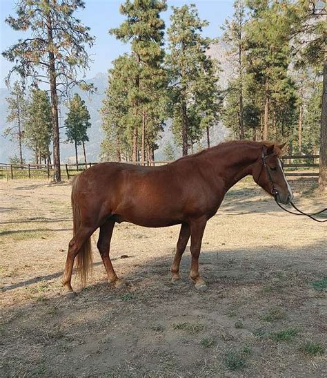 6 Year Old Welsh Pony Cross