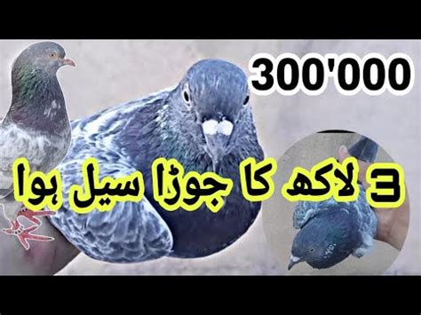 3 Lac Ka Joda Sale Huwa Asim Saeed Pigeons YouTube