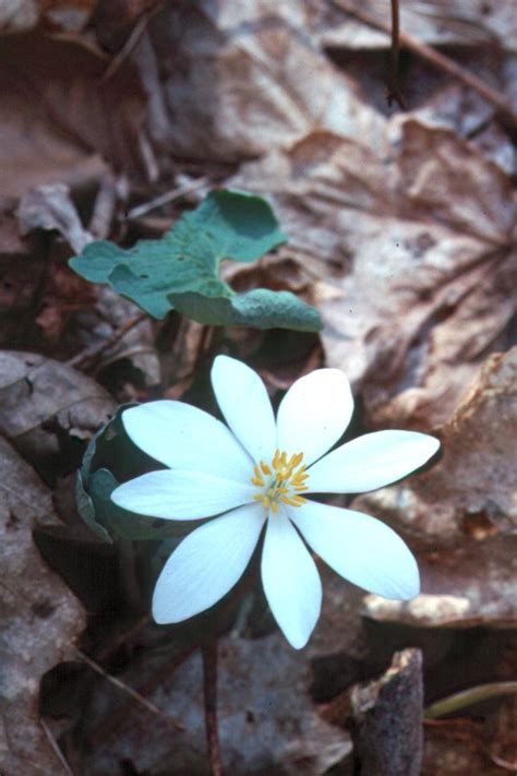 Photo #69449 | Sanguinaria canadensis | plant lust