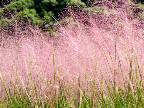 Ornamental Grasses For Georgia And The Southeast Gardening Know How