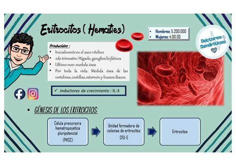 Fisiología de los Eritrocitos Team Mieloide uDocz