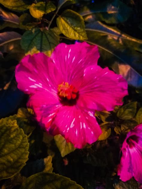 Flowers Of The Florida Keys at Caitlin Hennig blog