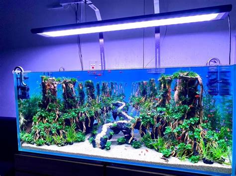 Bonsai Driftwood Of Wood Bonsai Are Carefully Selected From Old And