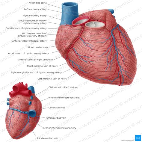 Circulatory System Structure Function Parts Diseases Kenhub