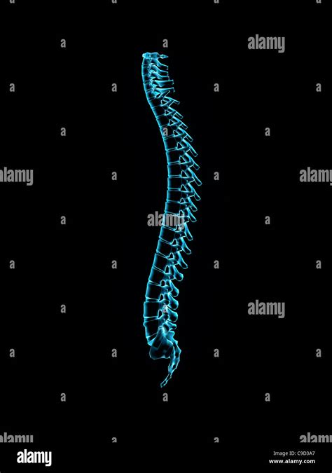 Male Spine Side View In Blue X Ray Digitally Generated Image By Hank