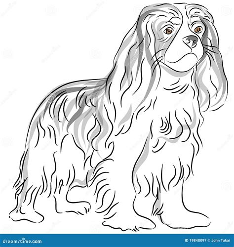 Cavalier King Charles Spaniel Drawing Stock Vector - Illustration of ...