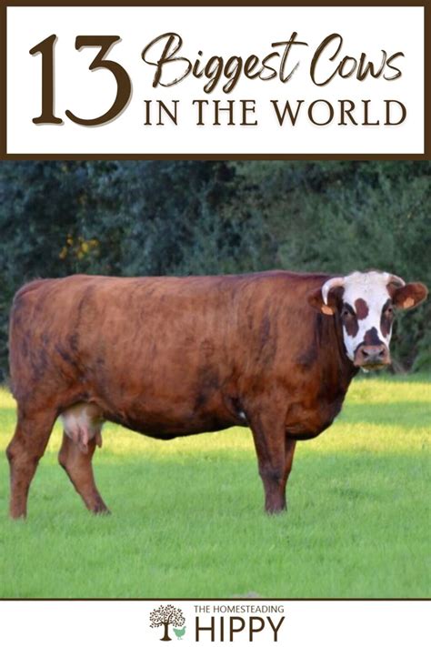 The 13 Biggest Cows in the World