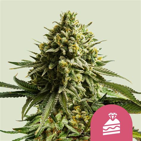 Compre Sementes De Can Bis Feminizada Wedding Cake Royal Queen Seeds