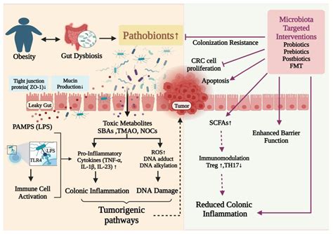 Cancers Free Full Text Implication Of Obesity And Gut Microbiome