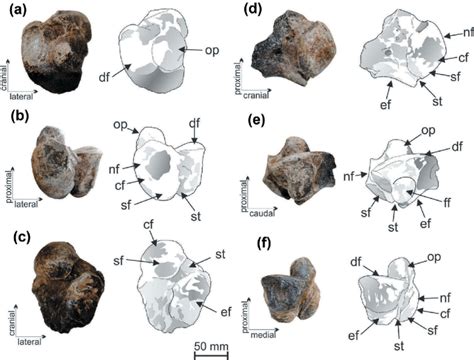 Left Astragalus Of Lestodon Armatus UFSM 11535 A Proximal B