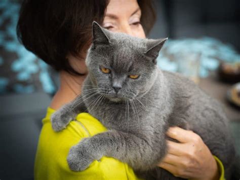 The British Shorthair A Gentle Affectionate Cat Breed Catsinfo