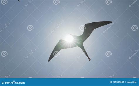 Magnificent Frigatebird Fregata Magnificens A Big Black Sea Bird With