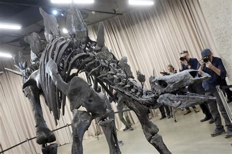 Apex The 45m Stegosaurus Is On Display In New York Heres What Scientists Hope To Learn About It