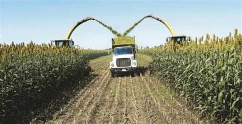 Producción cereales América Latina y el Caribe crece en según FAO